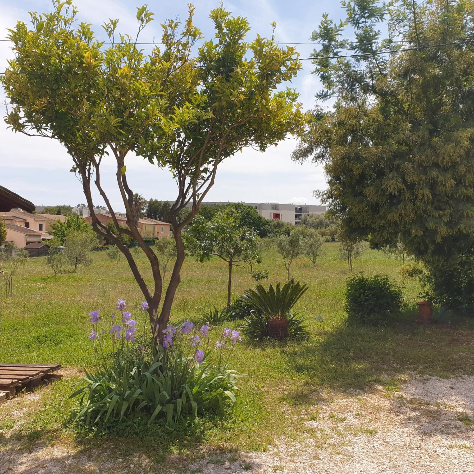 L'Oliveraie Hyeres Luaran gambar